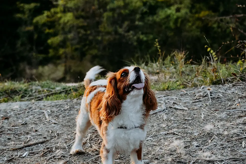 How to Spot an Unsuitable Cavalier King Charles Spaniel Breeder: A Guide for Families Searching for Their Perfect Puppy Companion