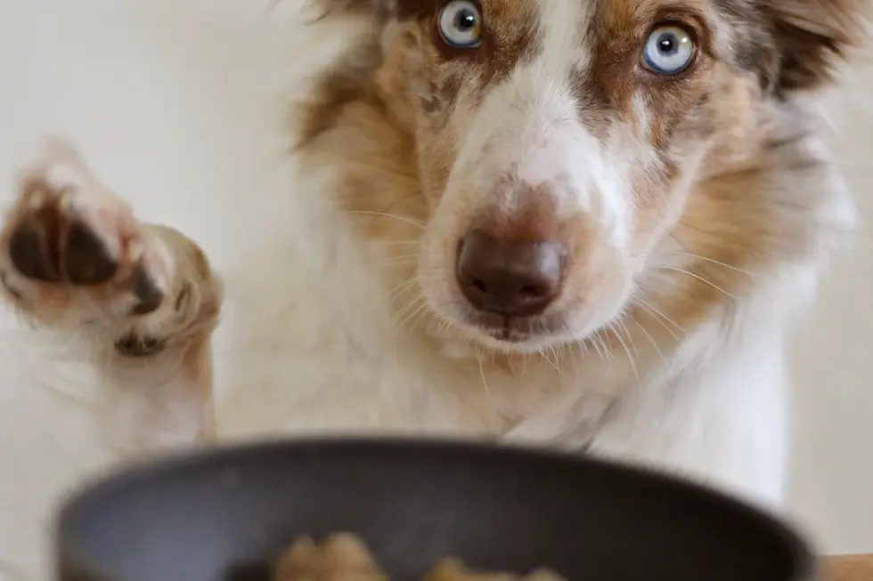 Cavalier Diet 101: Nourishing Your Furry Family Companion