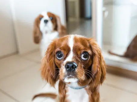 Cavalier King Charles Spaniels: The Ideal Family Companion in Competitive Events