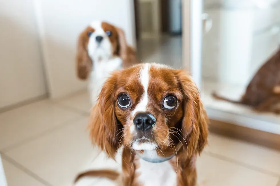 Cavalier King Charles Spaniels: The Ideal Family Companion in Competitive Events