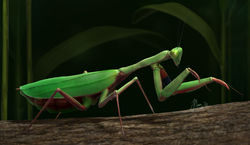 Giant Rainforest Mantis