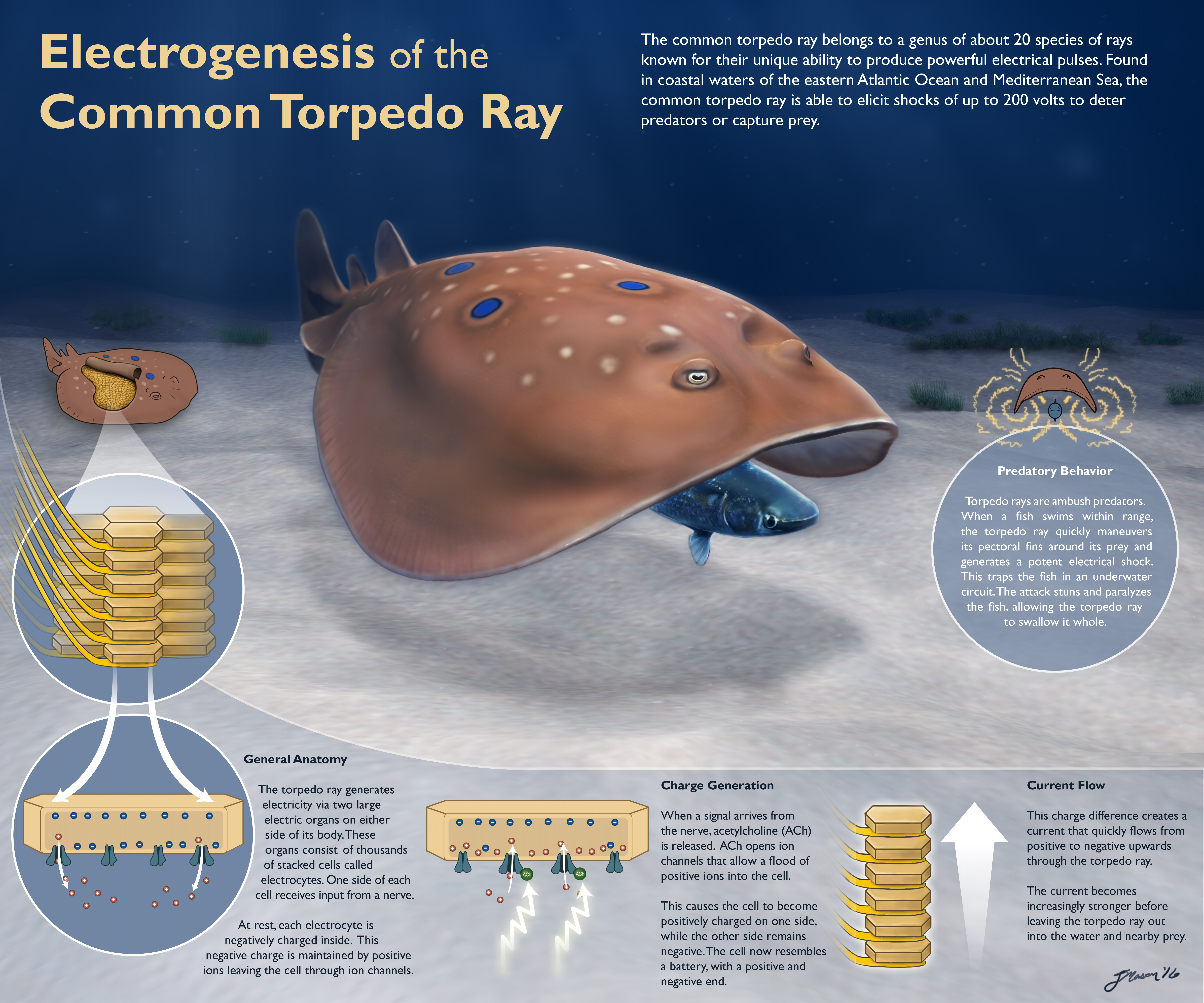 Negative группа 2020. Negative группа. Opal fat solvent. Negative end. Mxxd.