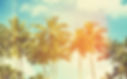 Palm Trees and Faded Sky