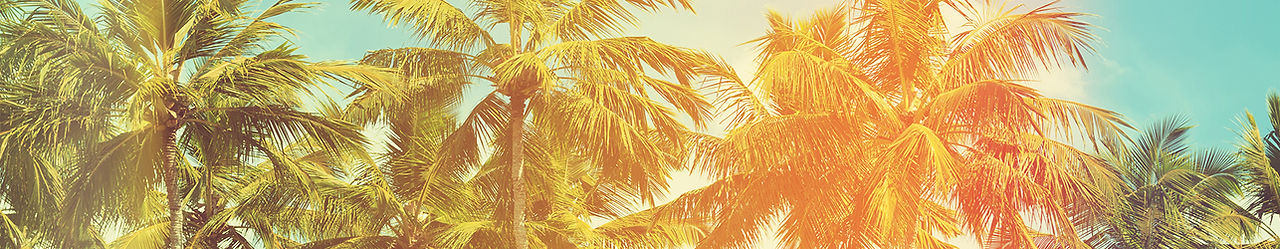 Palm Trees et Sky Faded