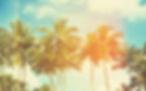 Palm Trees and Faded Sky