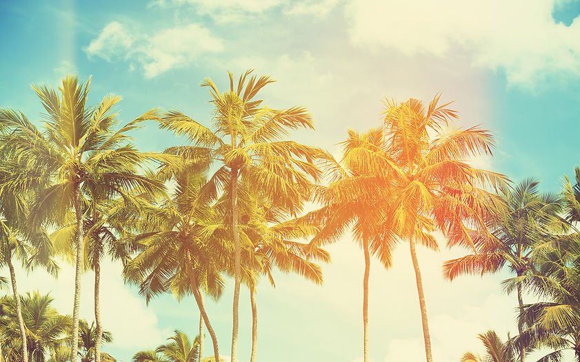 Palm Trees and Faded Sky