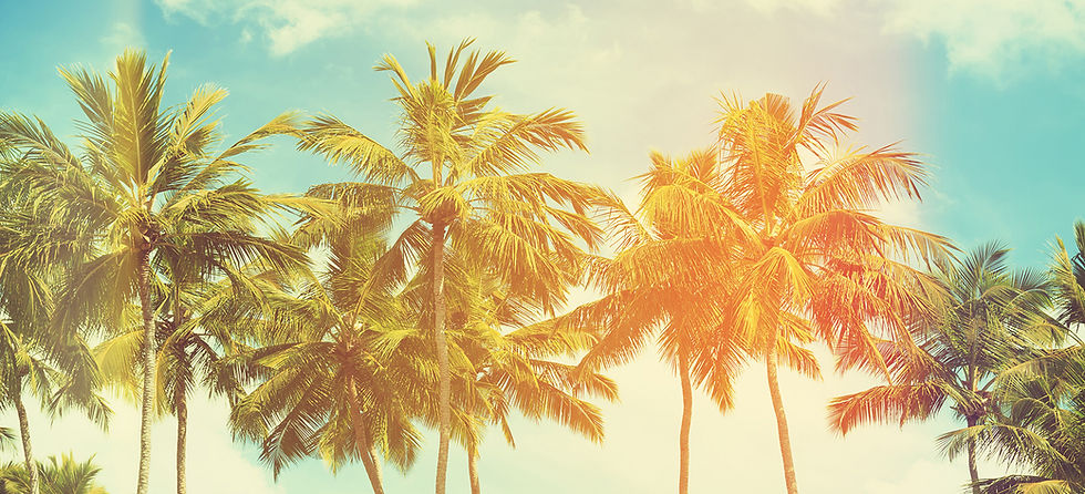 Palm Trees and Faded Sky