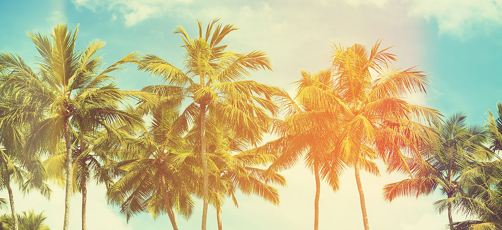 Palm Trees and Faded Sky