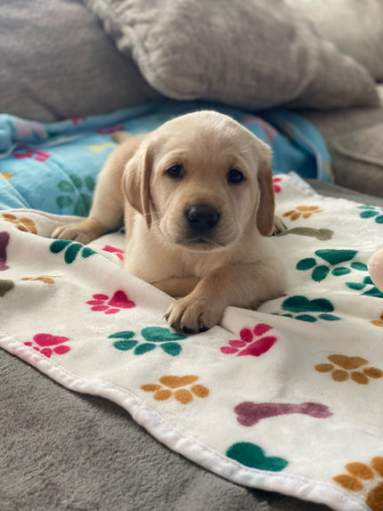 labrador puppy