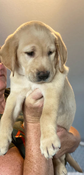 labrador puppy