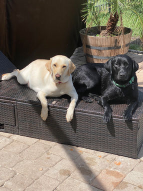 labrador retriever