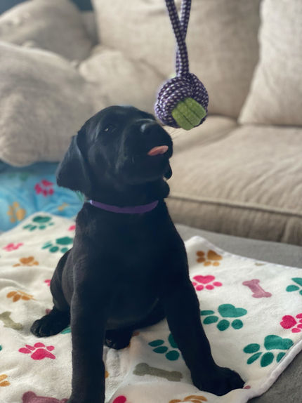 labrador puppy