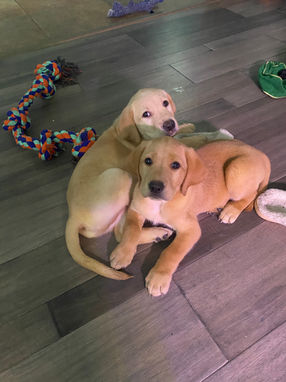 labrador puppy