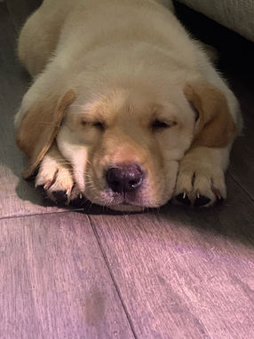 labrador puppy