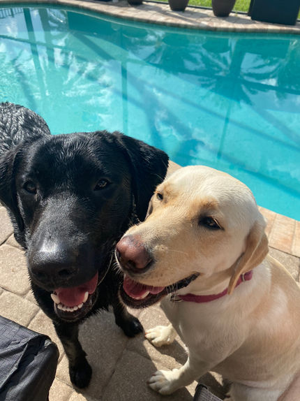 labrador retriever
