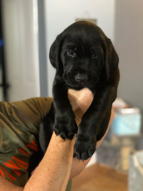 labrador puppy