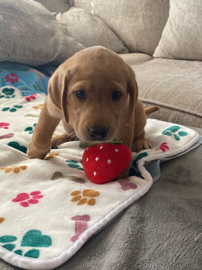 labrador puppy
