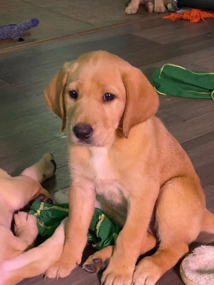 labrador puppy