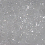 BU_Exosome_Skin Cell Img3.jpg