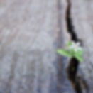 saxifrage--1280-carre.jpg