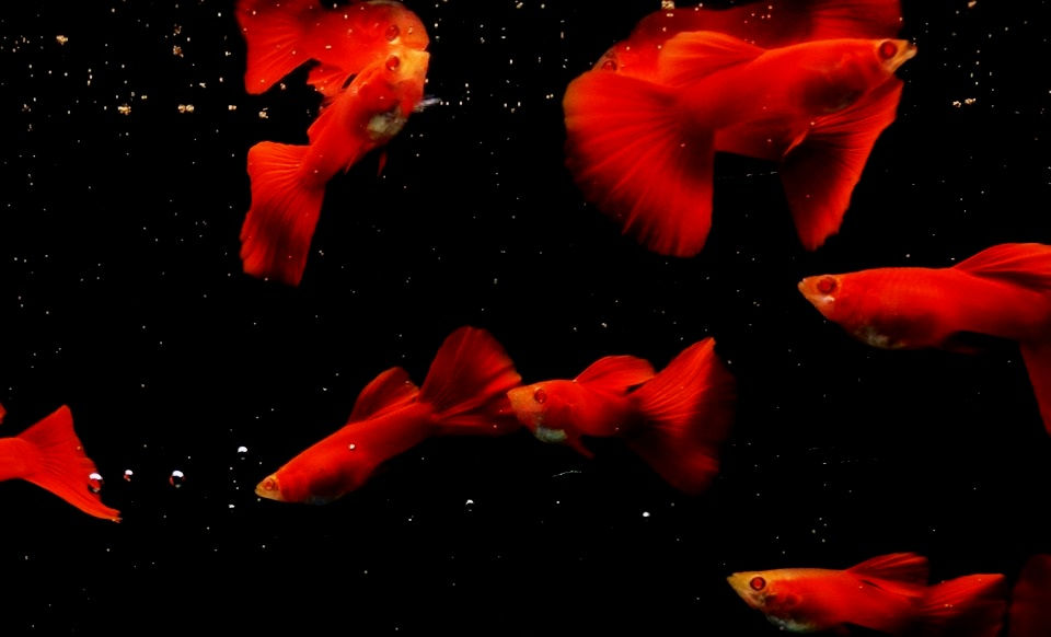 Thumbnail: GUPPY: A001