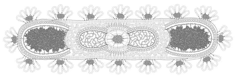 lace-protozoa_edited.png