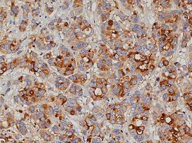 Image Analysis Macros
