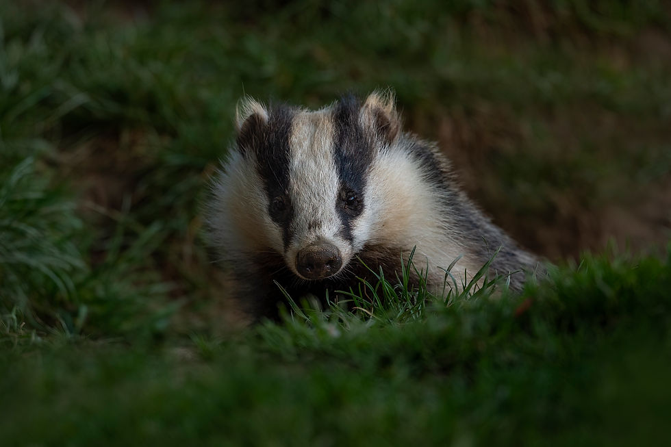 Blaireau européen Meles meles, animal nocturne des bois et talus en Haute-Loire