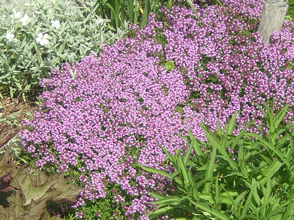 Serpolet Thymus serpyllum en fleurs sur un milieu sec près du GR65 en Haute-Loire