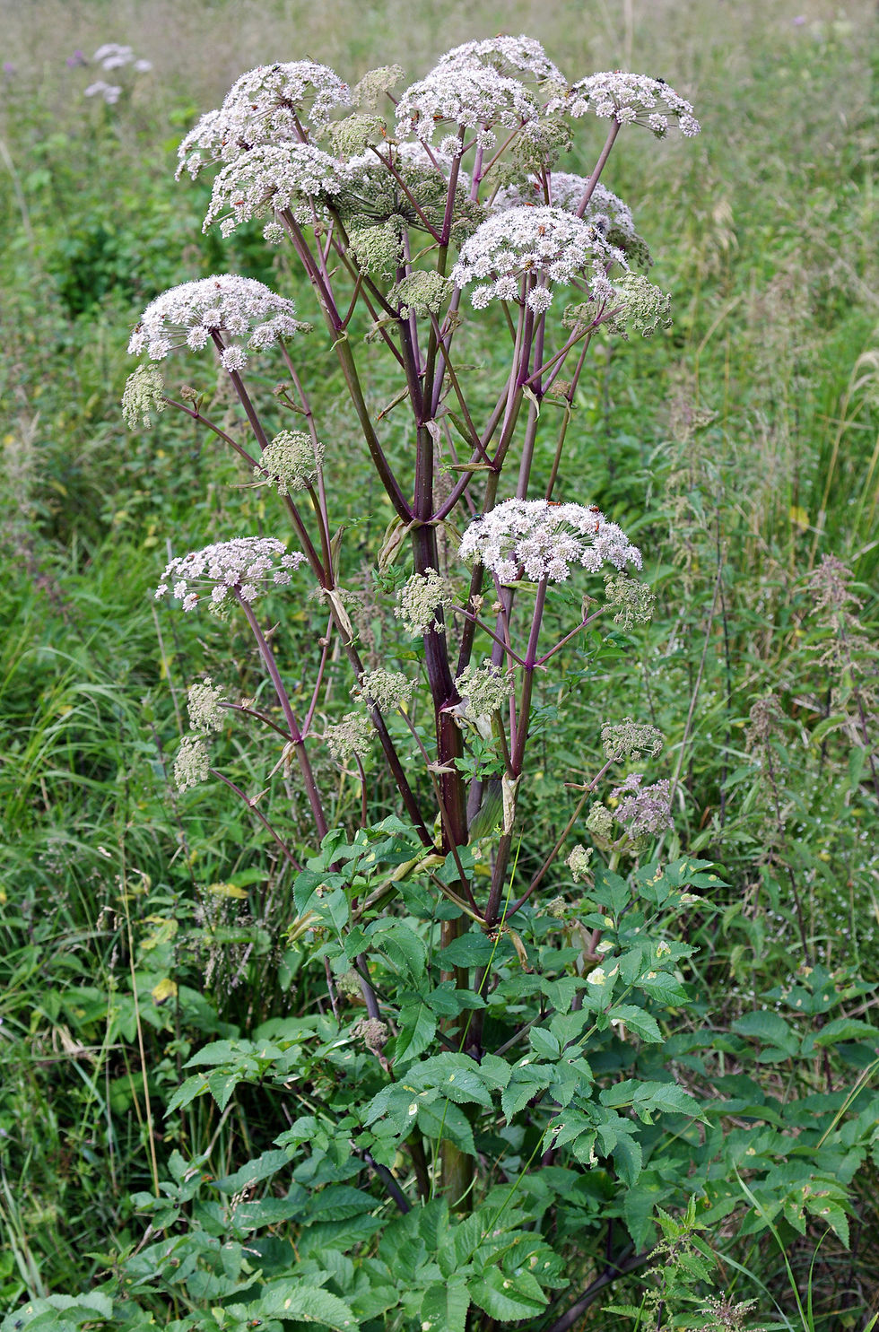 Angélique sylvestre Angelica sylvestris en Haute-Loire entre Monistrol-d’Allier et Saugues