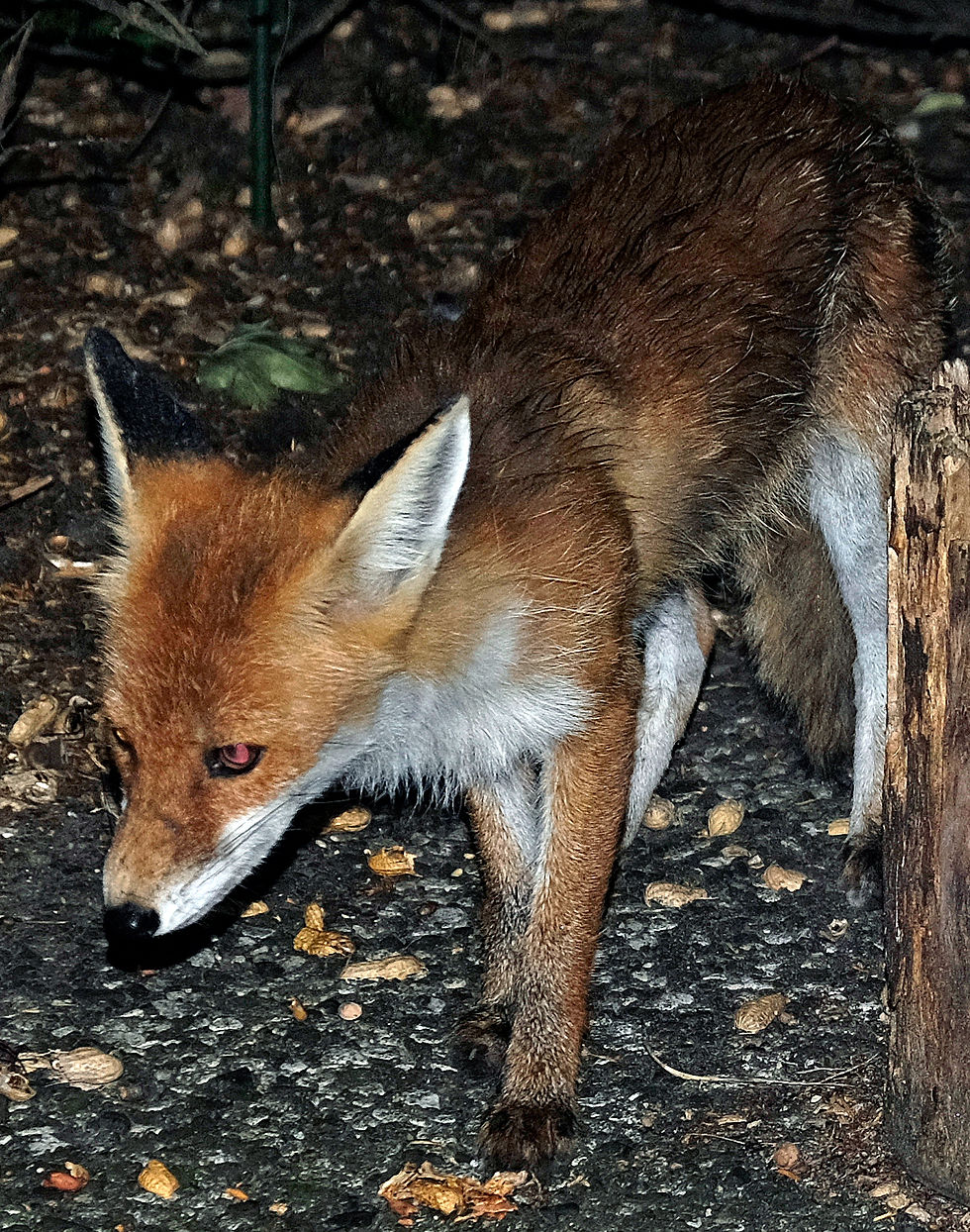 Renard roux Vulpes vulpes, mammifère des prairies, haies et lisières de Haute-Loire