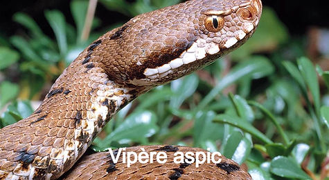 Comment reconnaitre une Vipère aspic