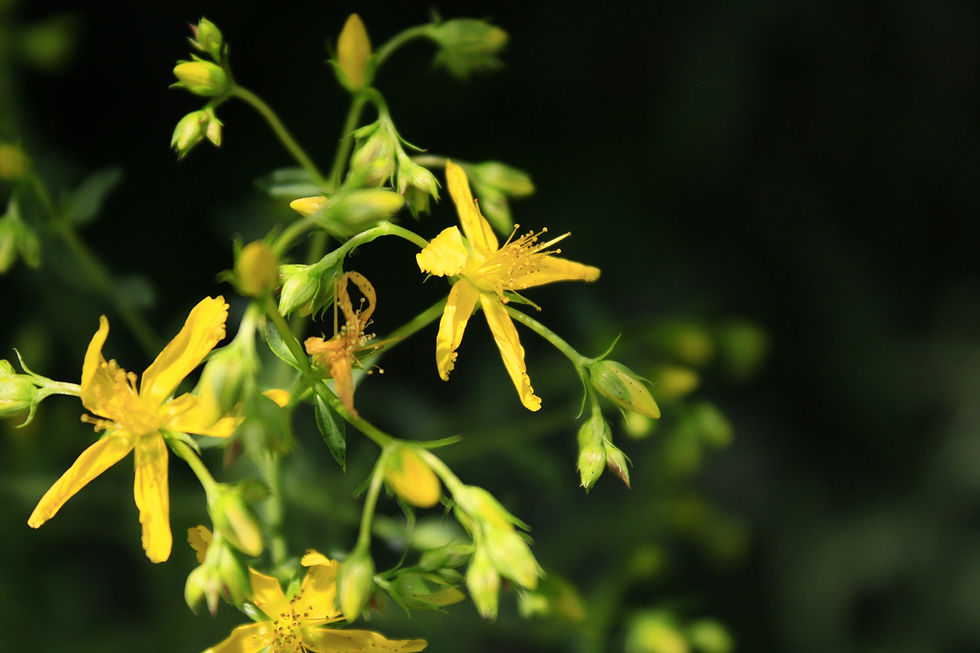 Millepertuis perforé Hypericum perforatum au bord du GR65 en Haute-Loire