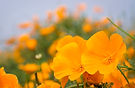 California Poppies, Montana de Oro State
