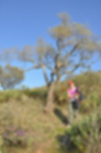 Pruning Olive trees
