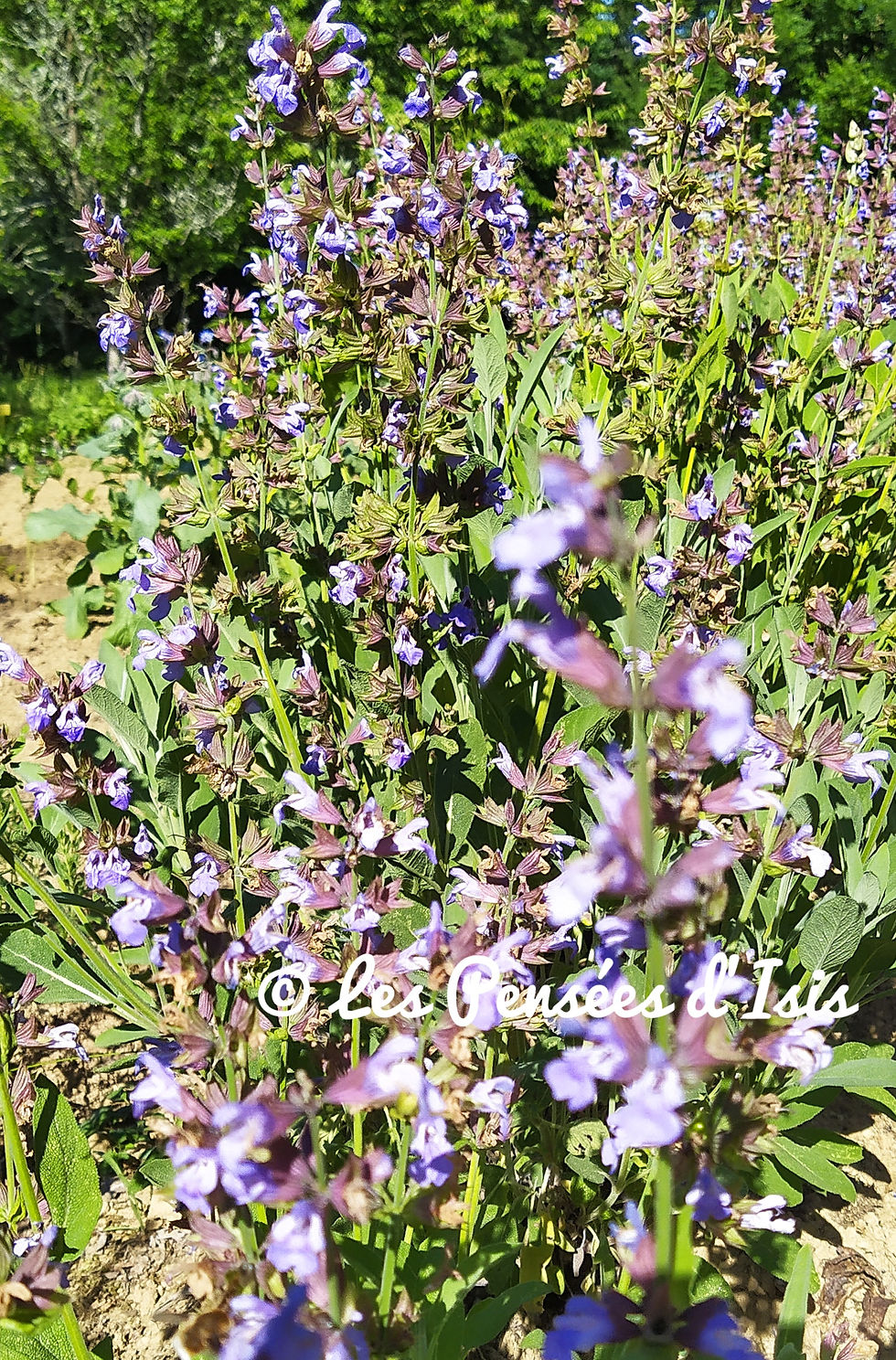 Miniature : Tisane "Crépuscule Féminin"