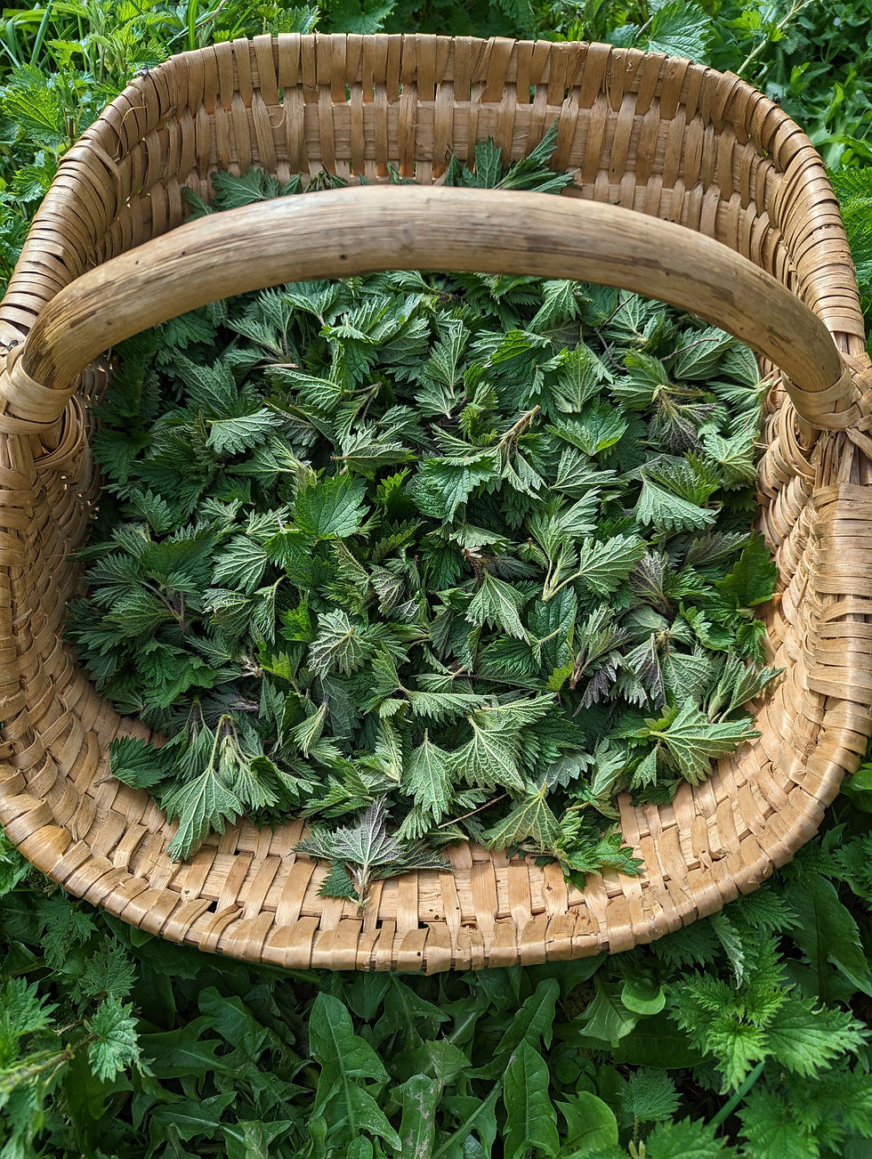 Miniature : Poudre d'Ortie Sauvage