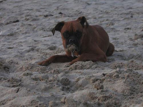 תמונה ממוזערת: Crew T-Shirt