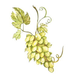 set-watercolor-elements-yellow-juicy-grapes-vine-with-leaves-twigs-clusters-menus-recipes-