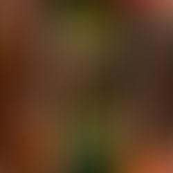 an Guadn Jameson Whiskey gibt´s jetzad für 3.-€ (2cl)