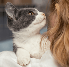 Kitten