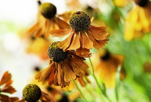 Close-up of orange sneezewort Helenium with dark centers in a garden setting. Green blurred background enhances the warm, sunny mood.