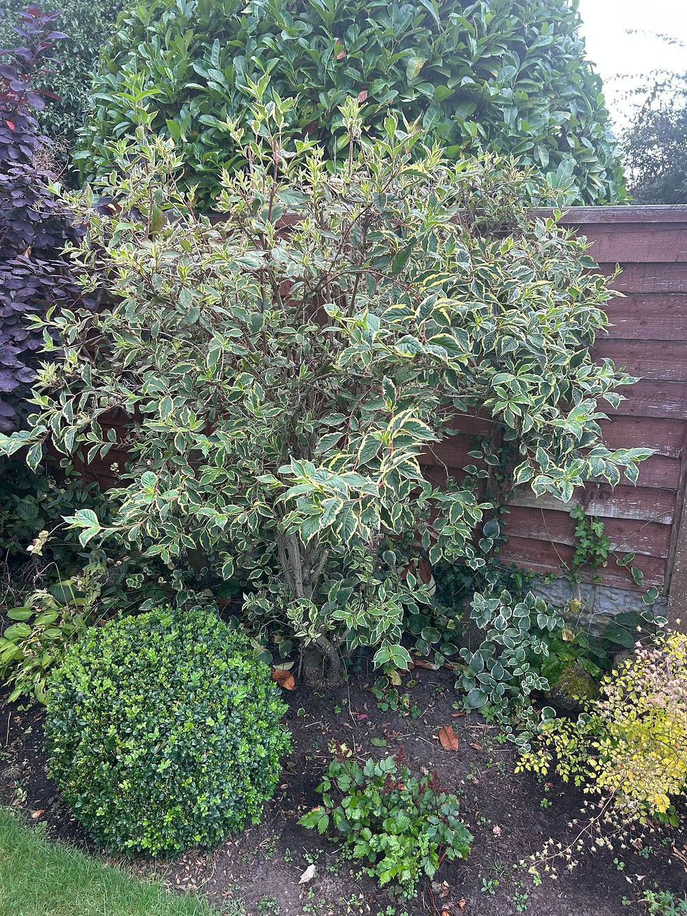 Garden shrub Weigela pruned to shape