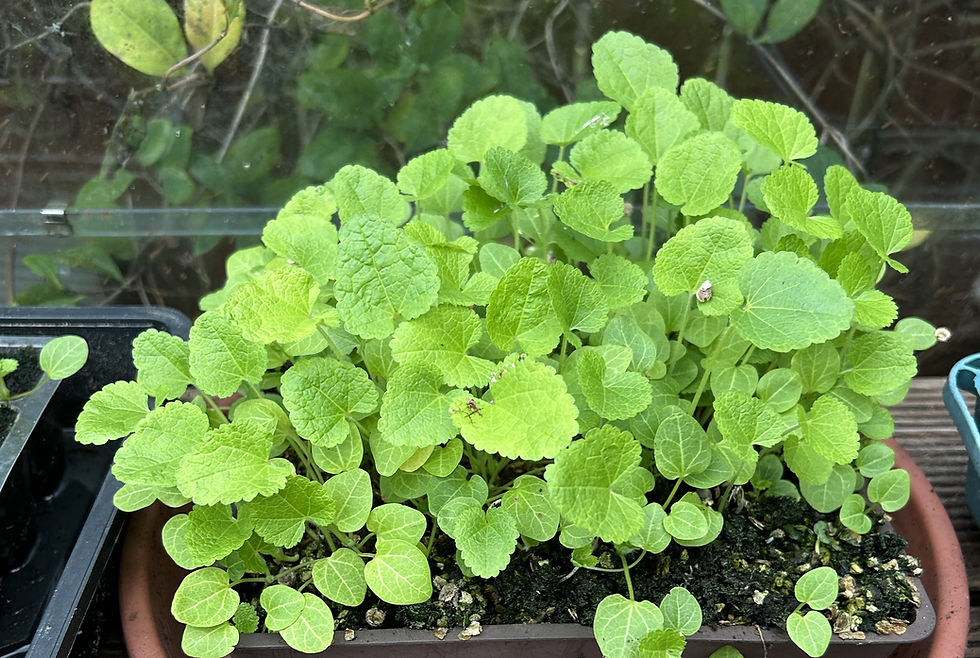 Vibrant green hollyhock seedling ready to plant individually