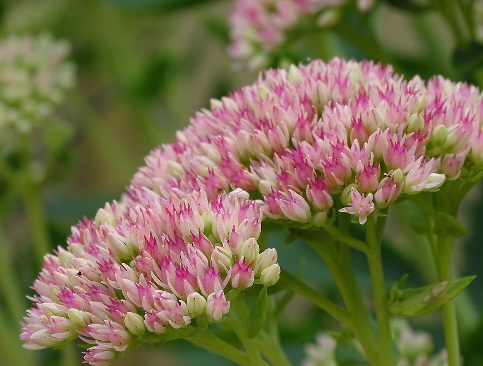 Close-up of pink and white clustered flowers of sedum on green stems, softly blurred garden background, calm and delicate.