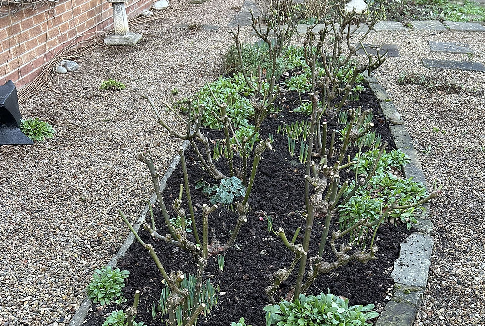 Rose plants pruned to around 30cm in winter and treated to mulch