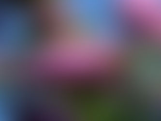 Purple flowers of butterfly bush