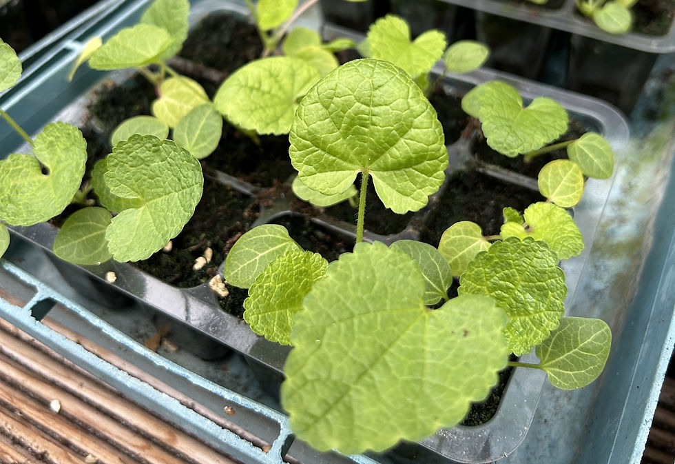 Close-up of young green seedlings in plastic trays, with textured leaves and a soil background, suggesting growth in a healthy green environment.