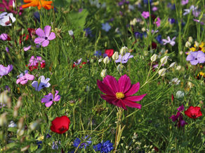Invite wildflowers to your garden