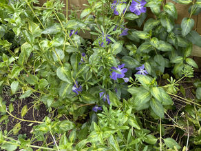 Weeds grow where they imitate their neighbours